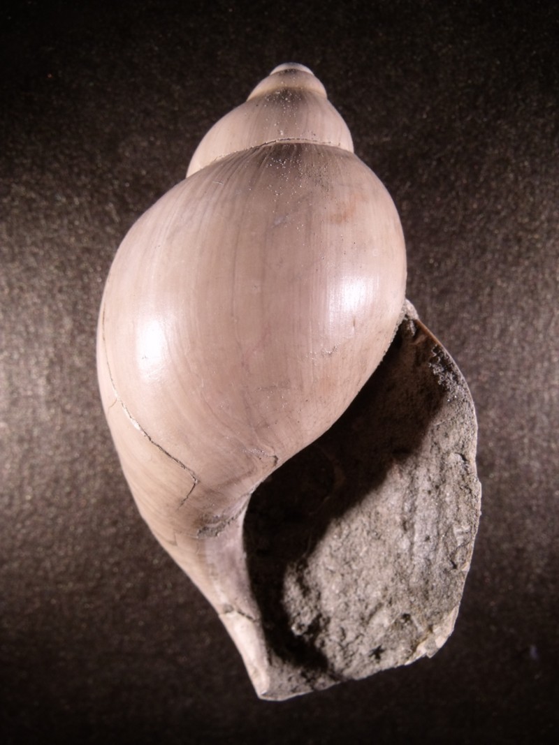 Ampulla priamus (Gmelin, 1791)